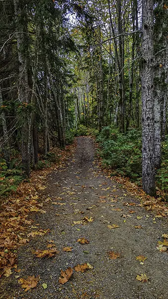 Forest trail covered in autumn leaves captured with iPhone Photography