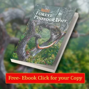 Download your free copy of how to photograph forests