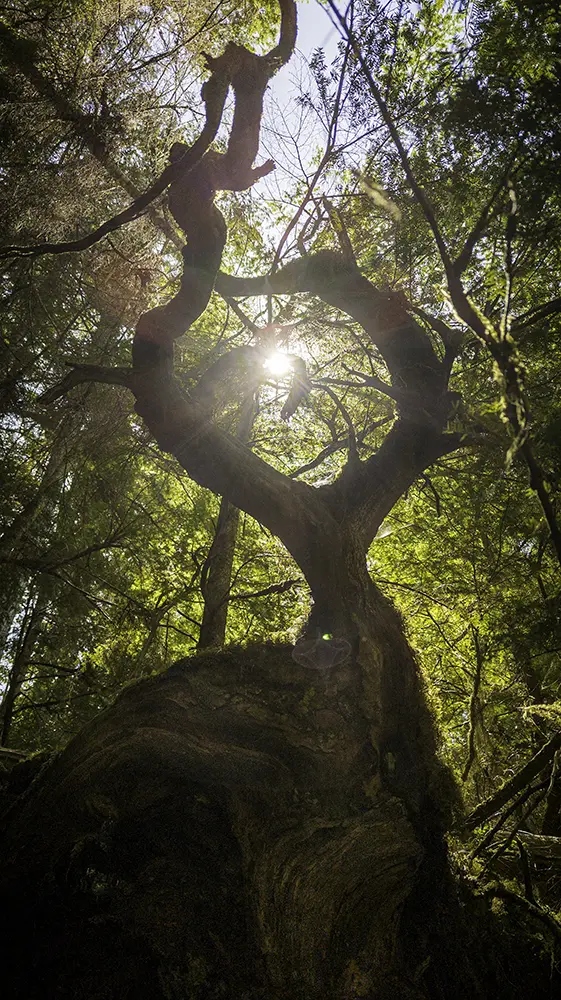 How to use Phone Camera properly to capture sunlight through a twisted forest tree