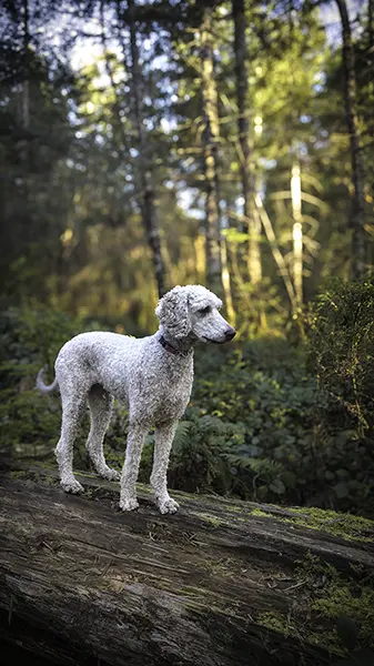 smartphone photography tips for beginners. Portrait mode
