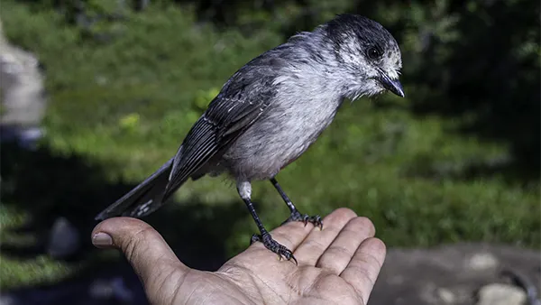 A gray bird perches on a hand, captured using iPhone burst mode