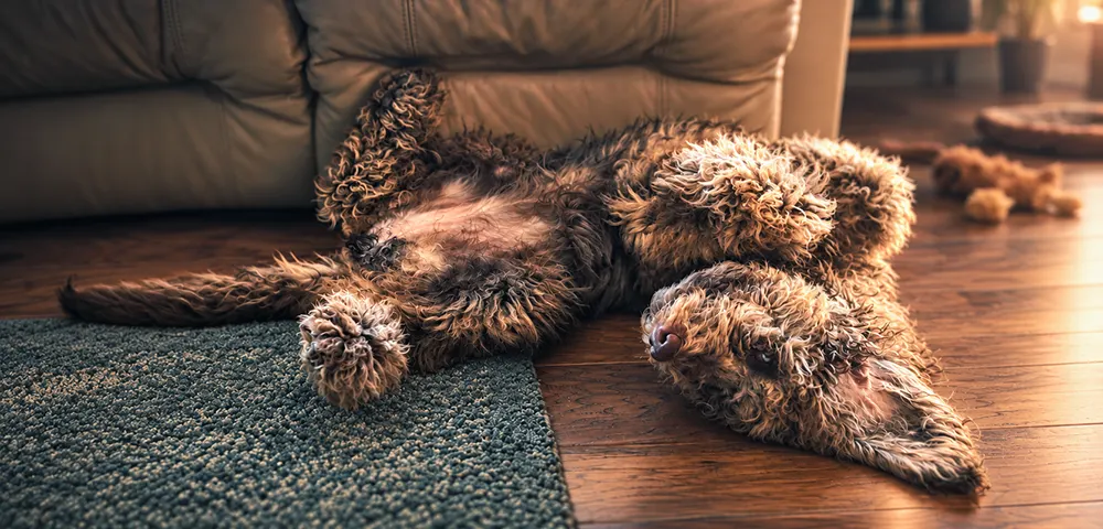 pet photo shot on a phone of a dog lying on it's back 