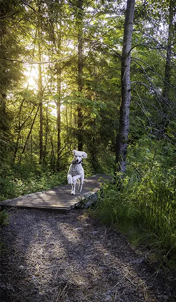 pet photos with phone of a dog running in the woods

